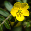 Tribulus plant extract - Deluron Composition 